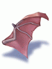   Fable.RO PVP- 2024 -   - Wing of Red Bat |    MMORPG  Ragnarok Online  FableRO: Spell Ring,   Gunslinger, Wings of Balance,   